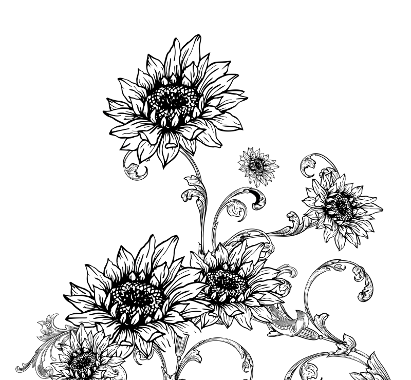 Illustrazione del prosciutto cotto il Girasole