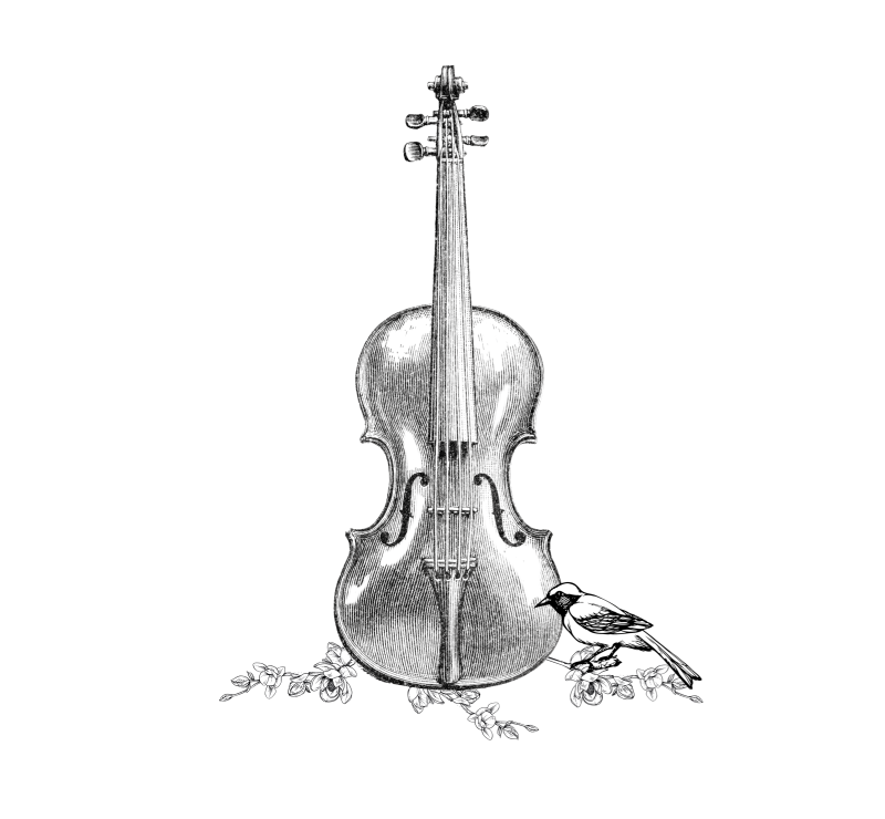 Illustrazione del prosciutto crudo il San Daniele