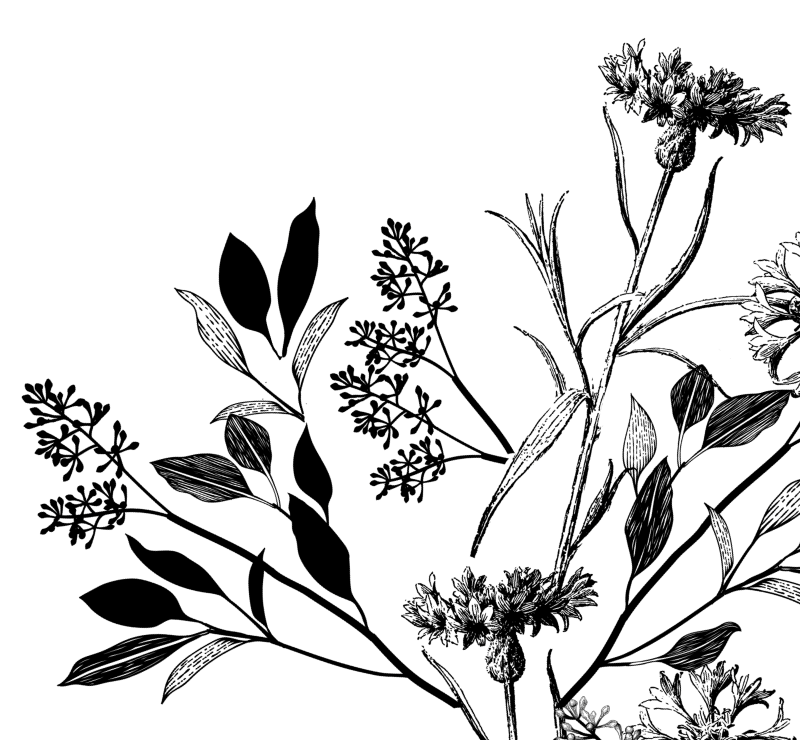 illustrazione prosciutto cotto il fiordaliso