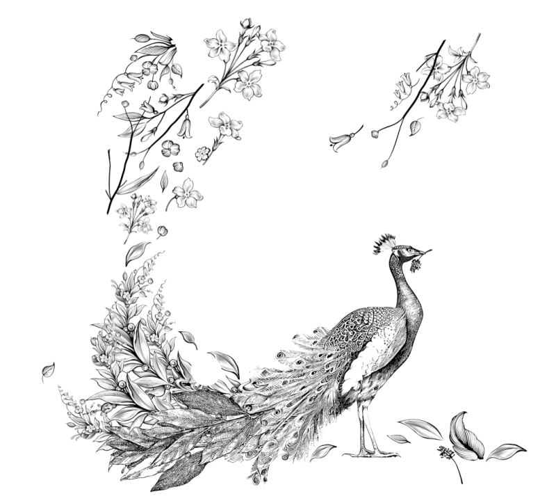 illustrazione-mimosa