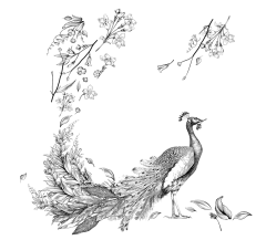 illustrazione-mimosa